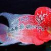 Online Sale: Red Dragon Flowerhorn cichlid 1.25-2.0 inch FREE OVERNIGHT SHIPPING!!!!!