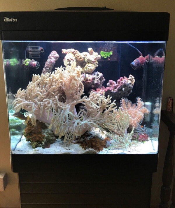 Buy Best Red Sea Max 130D Full Reef Setup - Livestock Not Included