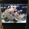 Online Sale: Red Sea Max 130D Full Reef Setup - Livestock Not Included